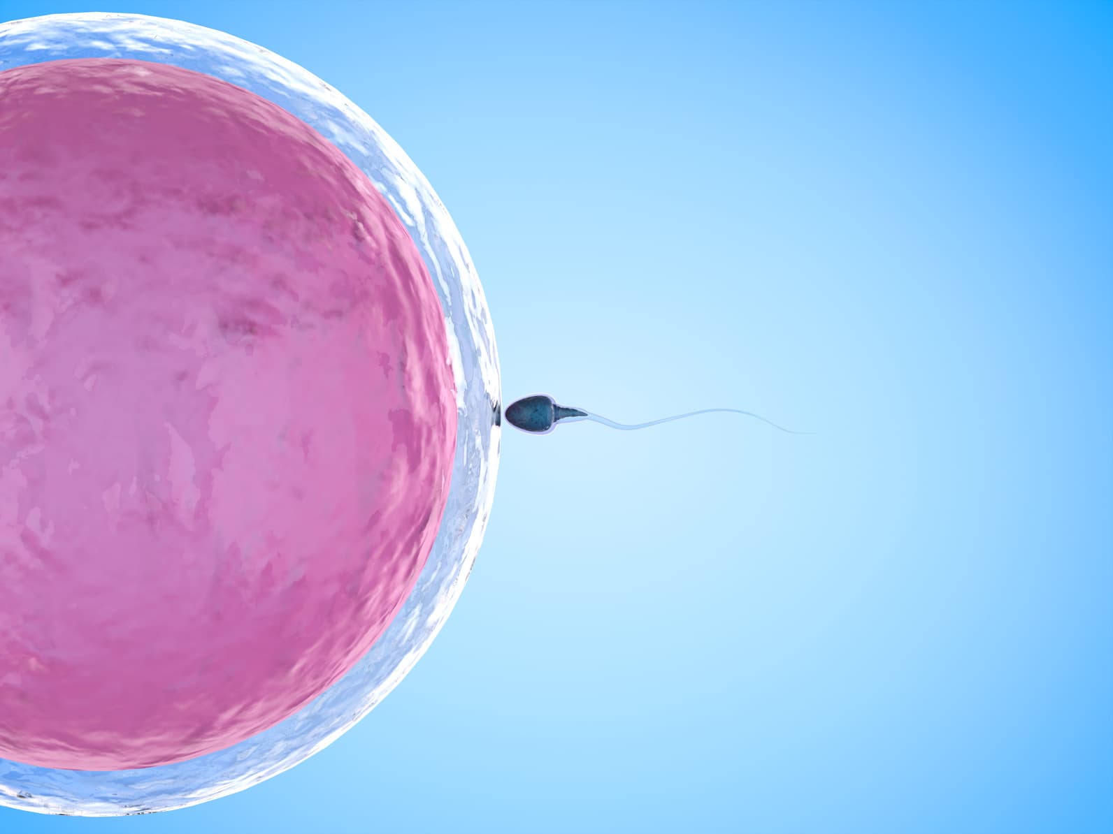 Eizellspenderinnen-Abgleich bei IVF: Wie Kliniken die beste Spenderin für Sie finden